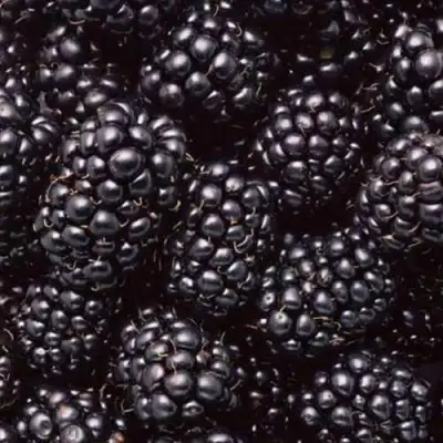 Ежевика ОРКАН бесшипная  в Новополоцке