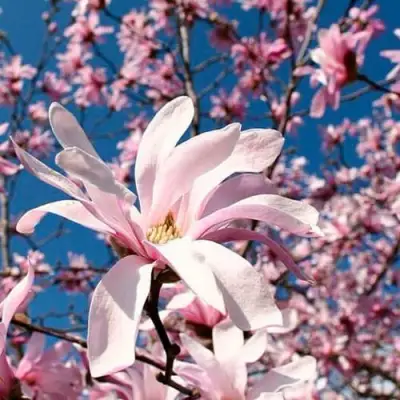 Магнолия РОЗЕЯ в Новополоцке