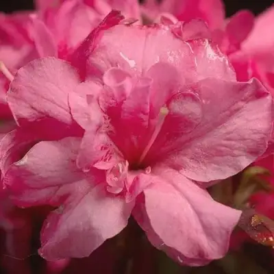 Азалия РОКОКО японская в Новополоцке