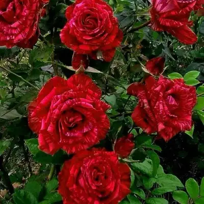 Роза РЕД ИНТУИШН чайно-гибридная в Новополоцке