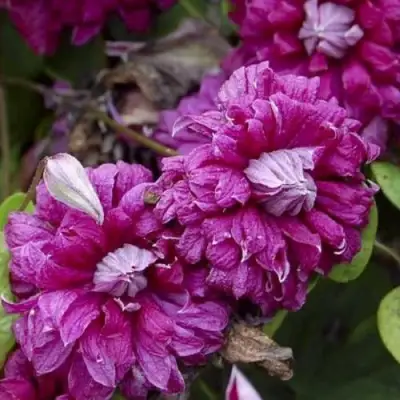 Клематис ПУРПУРЕА ПЛЕНА ЭЛЕГАНС в Новополоцке