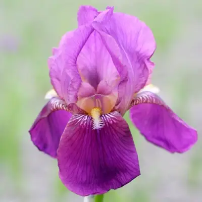 Ирис ИМПЕРАТОР бородатый в Новополоцке