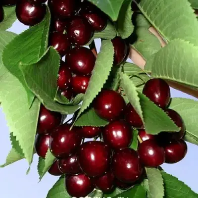 Черешня Оленька