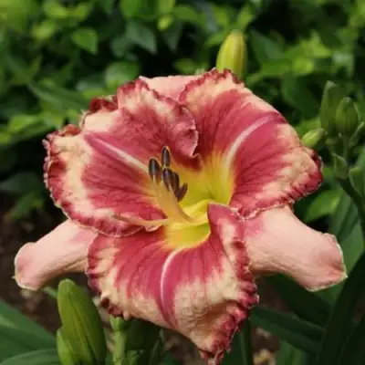 Лилейник АУТСТАНДИНГ гибридный в Новополоцке