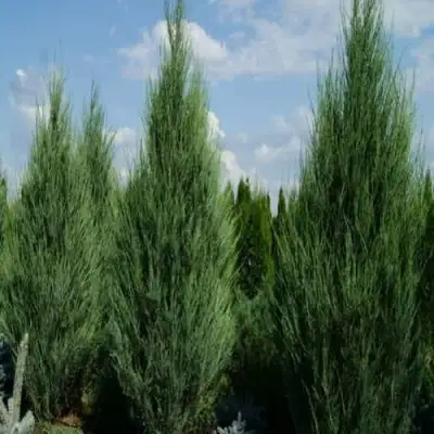 Можжевельник СКАЙРОКЕТ  скальный в Новополоцке