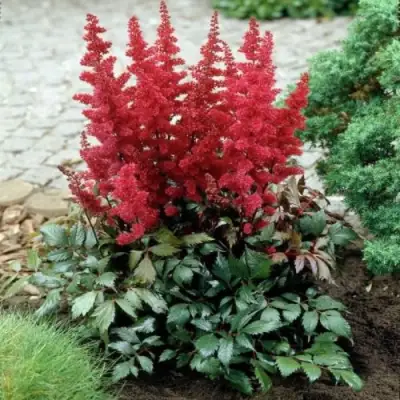 Астильба МОНТГОМЕРИ японская в Новополоцке