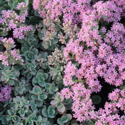 Очиток (седум) САНСПАРКЛЕР ЛАЙМ ЗИНГЕР в Новополоцке