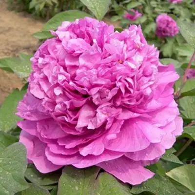 Пион ОРНАМЕНТ древовидный в Новополоцке