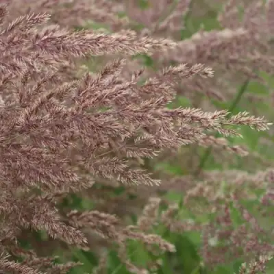 Вейник КАРЛ ФОРСТЕР остроцветковый в Новополоцке