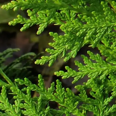 Туя восточная в Новополоцке