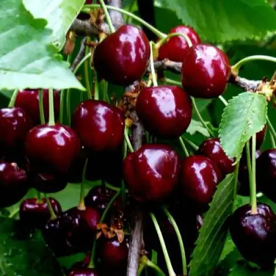 Черешня РЕВНА в Новополоцке