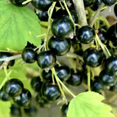 Смородина черная ВОЛОГДА в Новополоцке