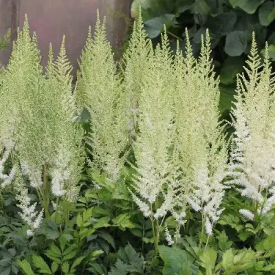 Астильба ДИАМАНТ Арендса в Новополоцке