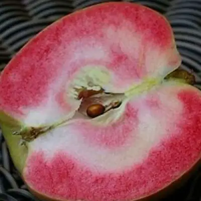 Яблоня ПИНК ПЕРЛ в Новополоцке