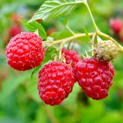 Малина РУБИФОЛ в Новополоцке