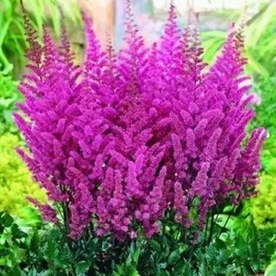 Астильба ПЕПЛ РЕЙН гибридная в Новополоцке