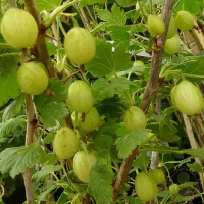 Крыжовник ИНВИКТА в Новополоцке