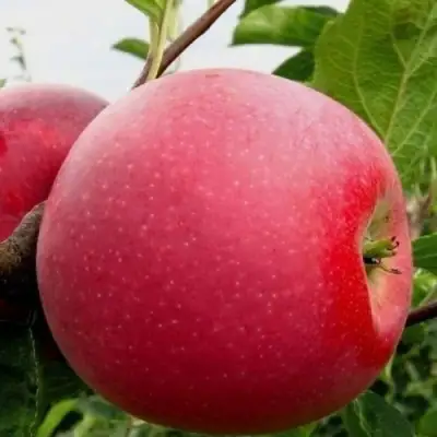 Яблоня АЙДАРЕД в Новополоцке