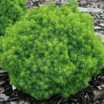 Ель АЛЬБЕРТА ГЛОБ сизая в Новополоцке