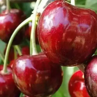 Черешня ВАСИЛИСА в Новополоцке