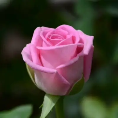 Роза АКВА чайно-гибридная в Новополоцке