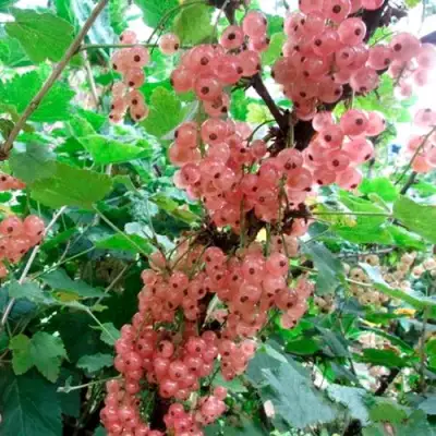 Смородина белая ПРЫГАЖУНЯ (РОЗОВАЯ) в Новополоцке