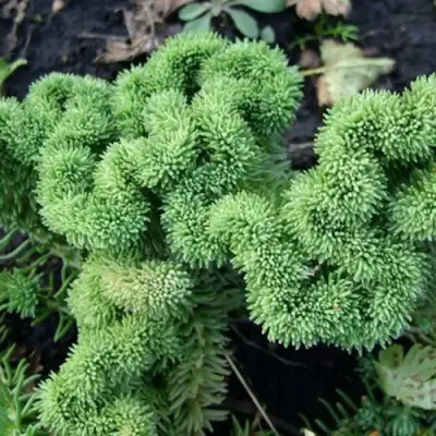 Очиток (седум) КРИСТАТУМ отогнутый в Новополоцке