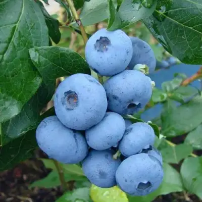 Голубика ТОРО в Новополоцке