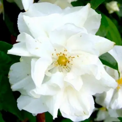 Жасмин РОЗАЦЕ в Новополоцке