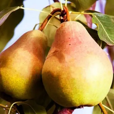 Груша СЛАДКАЯ ИЗ МЛИЕВА в Новополоцке