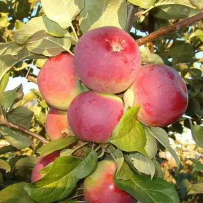 Яблоня ОРЛИК в Новополоцке