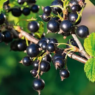 Смородина чёрная ЦЕРЕРА в Новополоцке