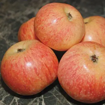 Яблоня КОНФЕТНОЕ в Новополоцке