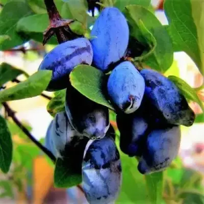 Жимолость съедобная БЛУ ТРЕЖЭ (ГОЛУБОЕ СОКРОВИЩЕ) в Новополоцке