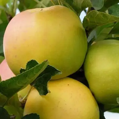 Яблоня БАНАНОВОЕ в Новополоцке