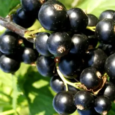 Смородина чёрная ДЕЛИКАТЕСНАЯ в Новополоцке