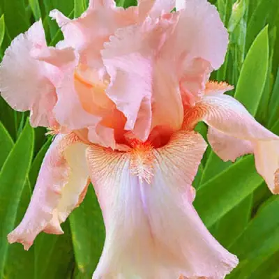 Ирис ПАТИ ДРЕСС бородатый в Новополоцке