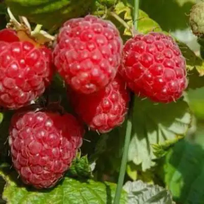 Малина ПРИМАРА в Новополоцке