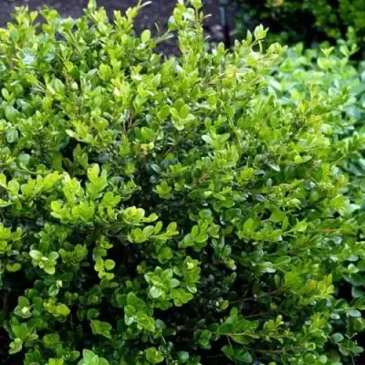 Самшит ФОЛКНЕР в Новополоцке