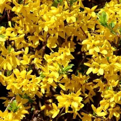 Форзиция ЛЕДНОГОРА промежуточная в Новополоцке