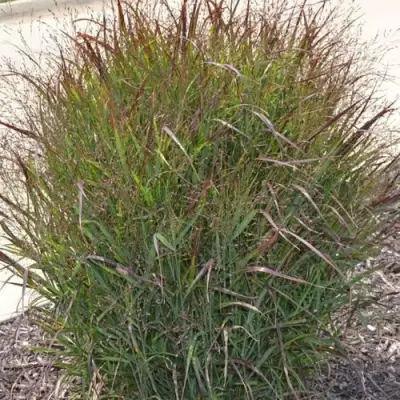 Просо ШЕНАНДО прутьевидное в Новополоцке