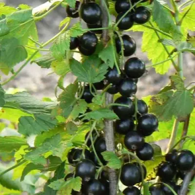 Смородина чёрная ДАБРАДЗЕЯ в Новополоцке