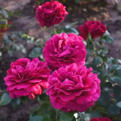 Роза БЕЛЬВЬЮ чайно-гибридная в Новополоцке