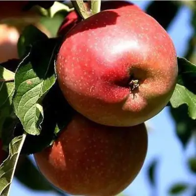 Яблоня АНТЕЙ КИЕВСКИЙ колонновидная в Новополоцке