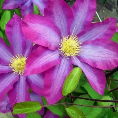 Клематис КАКИО в Новополоцке