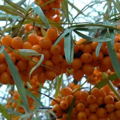 Облепиха БОТАНИЧЕСКАЯ в Новополоцке