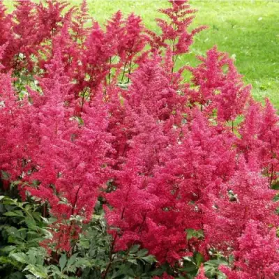 Астильба СКАЙСКРЕЙПЕР китайская в Новополоцке