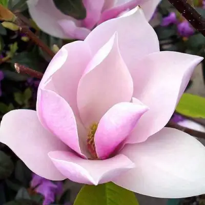 Магнолия АЛЕКСАНДРИНА  в Новополоцке