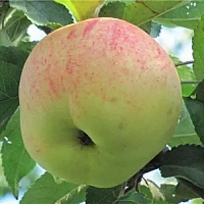 Яблоня ЛЕТНЕЕ СЛАДКОЕ в Новополоцке