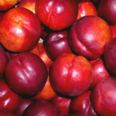 Нектарин МЕДВЕДЕВСКИЙ в Новополоцке